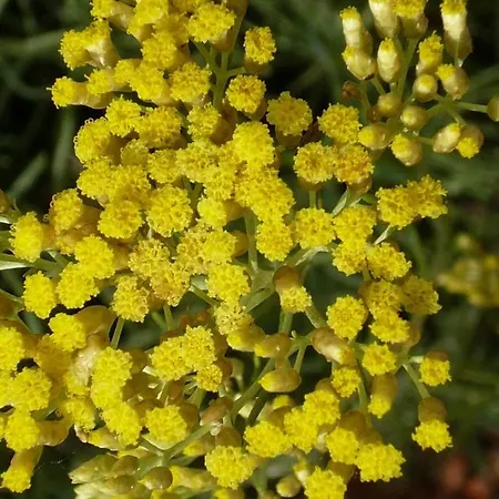 Ferienhaus Secluded House With A Parking Space Trpanj, Peljesac - 13059 *